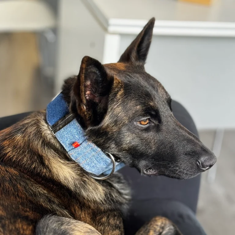 Perro con collar personalizado